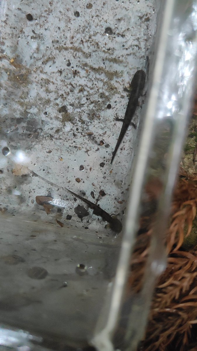 サンショウウオ