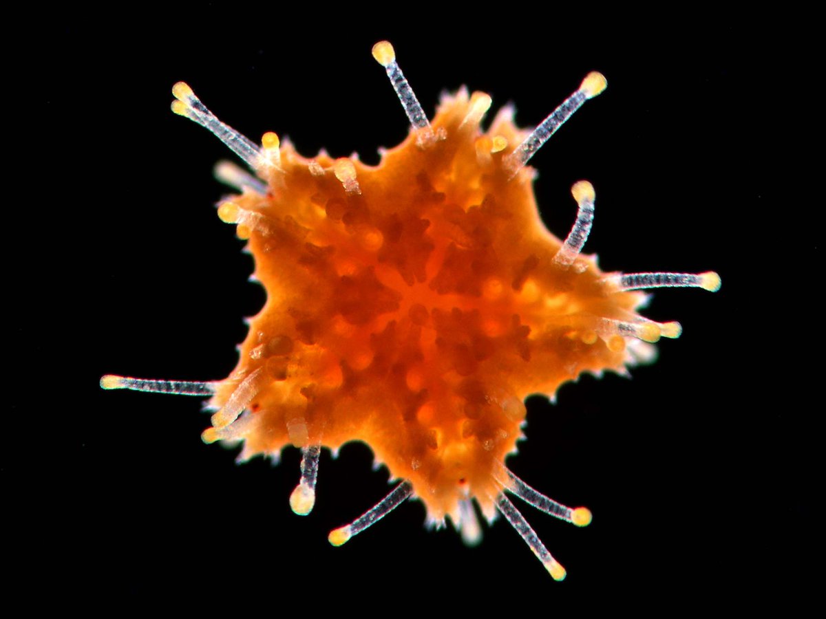 NikonSmallWorld's tweet photo. Not only can sea stars regenerate lost arms, some species can even regrow an entire body from just one arm! 🌟
https://t.co/LL8aGKXN8l
Credit: Dr. Bruno Vellutini https://t.co/FlZ3s71bTI