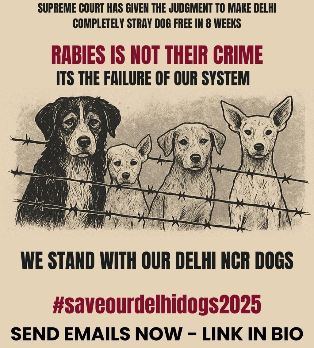 Ofcourse  hold  the culprits accountable .. but the culprits are not the powerless dogs . 
Hold these corporations accountable and ensure that the funds meant for these crucial services actually reach the dogs that need them.

"Its easy to bite the powerless than to question the