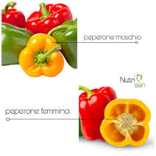 fuscomarina's tweet photo. Scopro ora:
Il #peperone maschio ha 3 punte e ha meno semi; ha un sapore meno dolce, più neutro e una consistenza più soda, quindi è ottimo per la cottura.
Il peperone Femmina♀️ ha 4 punte, + semi all’interno e un sapore + dolce, delicato e aromatico, ideale da mangiare crudo. https://t.co/GHUq2mys99