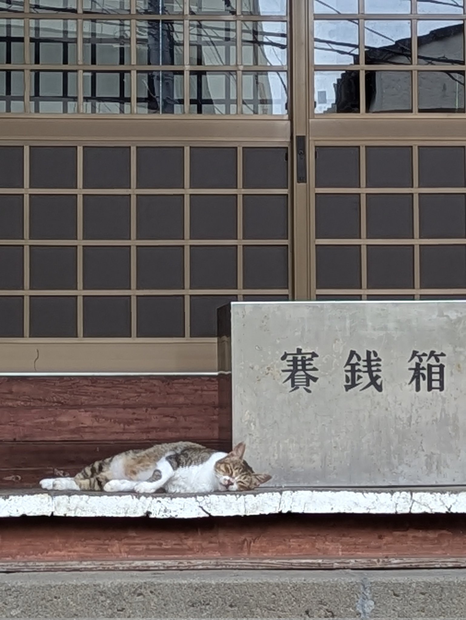 ねこねこねこ　0308 512M8k+P3CL._AC_SY200_QL15_.jpg