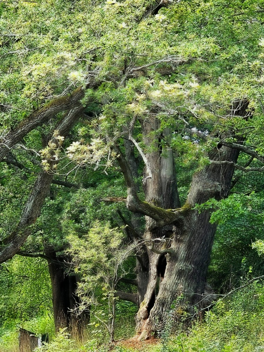 🌳
Old and hollow but still thiriving 
#thicktrunktuesday
Oak #trees #NatureBeauty