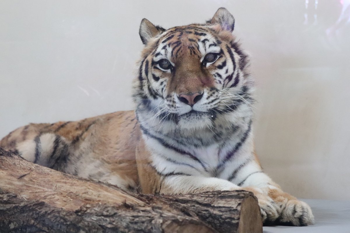 ココアの思い出です。
＃釧路市動物園
＃アムールトラのココア