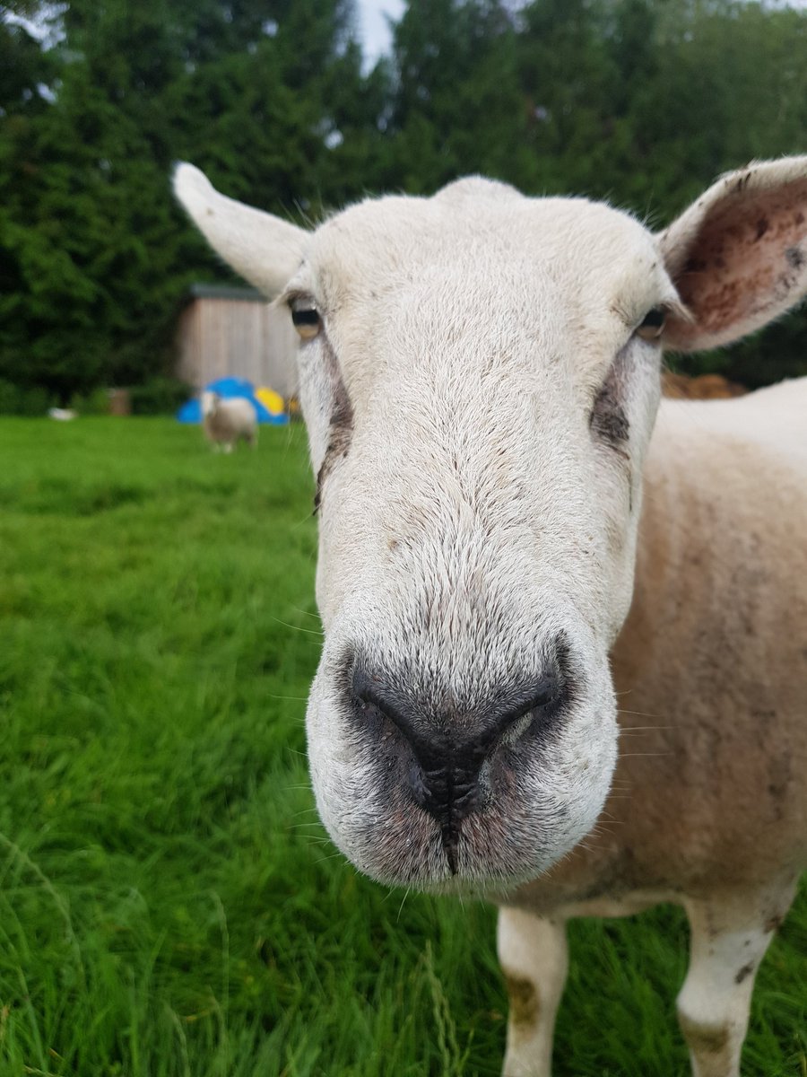 Irene Mackay#The Vegan Shepherdess tweet media