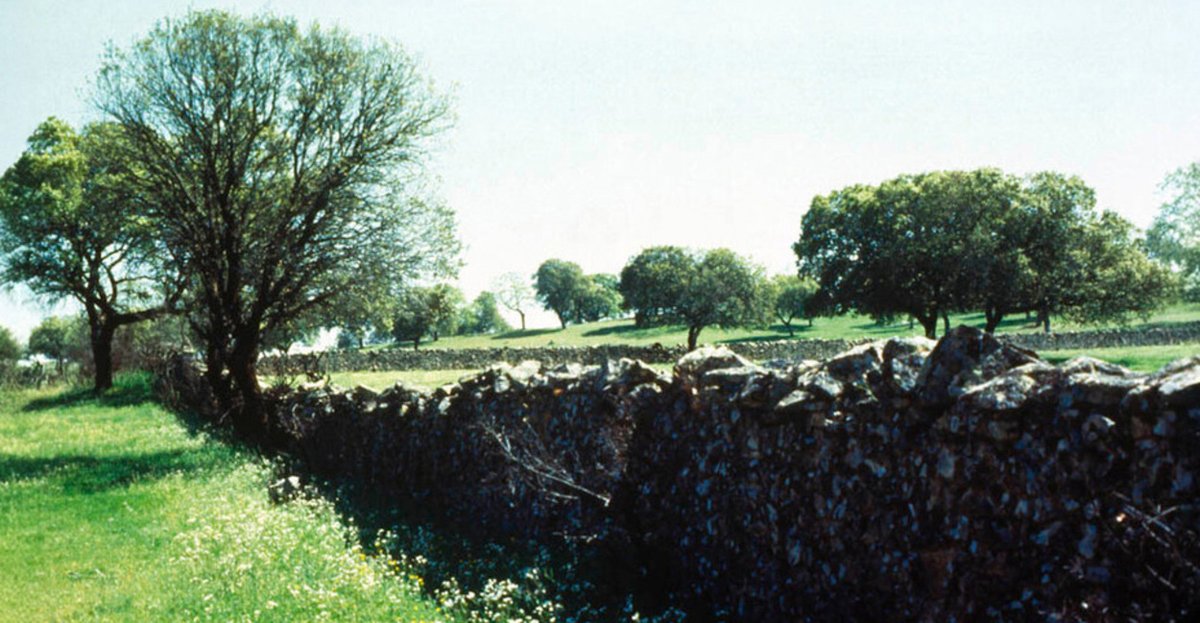 🌳🌄Sumérgete en la serenidad del Parque Natural Sierra de Cardeña y Montoro, donde la serenidad del entorno se refleja en sus suaves lomas y formas redondeadas, resultado de la erosión del granito. #NaturalezaAndaluza #SierraCardeñaMontoro 🔗 lajunta.es/4blcl