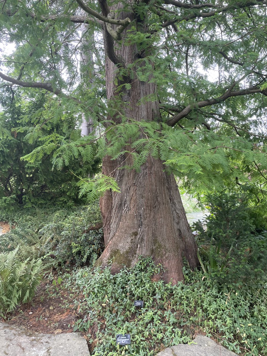 Andy6hutch's tweet image. Morning🌳…. Happy #ThickTrunkTuesday💚…. Have a good one… #TreePeople #TreeClub #Trees #LungsOfTheWorld #RHSHarlowCarr #WoodlandWalks