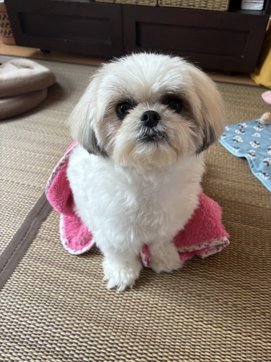 ⭐︎向日葵さま専用です⭐︎ この夏、誰かのプリンセス。向日葵プリンセス2023 オーディション全国