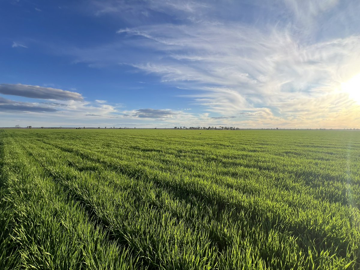 Neo barley. Not an overly wet season but 30mm in couple weeks will make for some decent yields