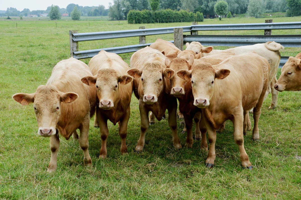 quotidianoweb1's tweet photo. Tar Sardegna blocca l’abbattimento bovini a Orotelli: cittadini e allevatori uniti, attesa udienza di merito il 3 settembre: https://t.co/LPvHYNJKWy #allevatori #bovini #dermatitenodulare #dirittirurali #giustizia #NOABBATTIMENTO #Orotelli #PatrimonioSardo #sardegna #tarsardegna https://t.co/cfszWeJqF3