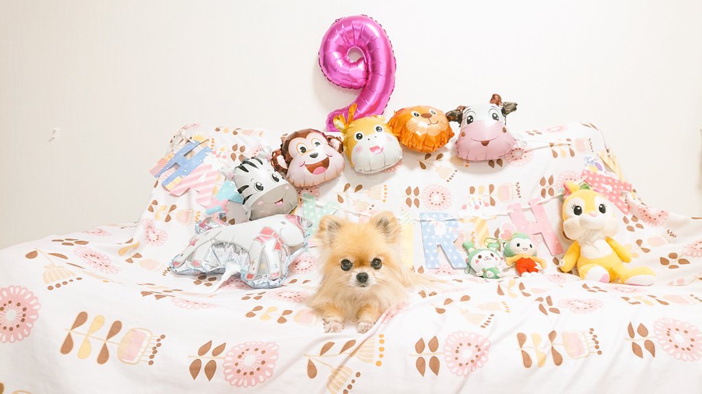 xp8lzf's tweet photo. こんにちはー🐕️

本日９歳になりました～🐶

おめでとうください😊👍️🤍

#誕生日 https://t.co/9W9UvwBV2m