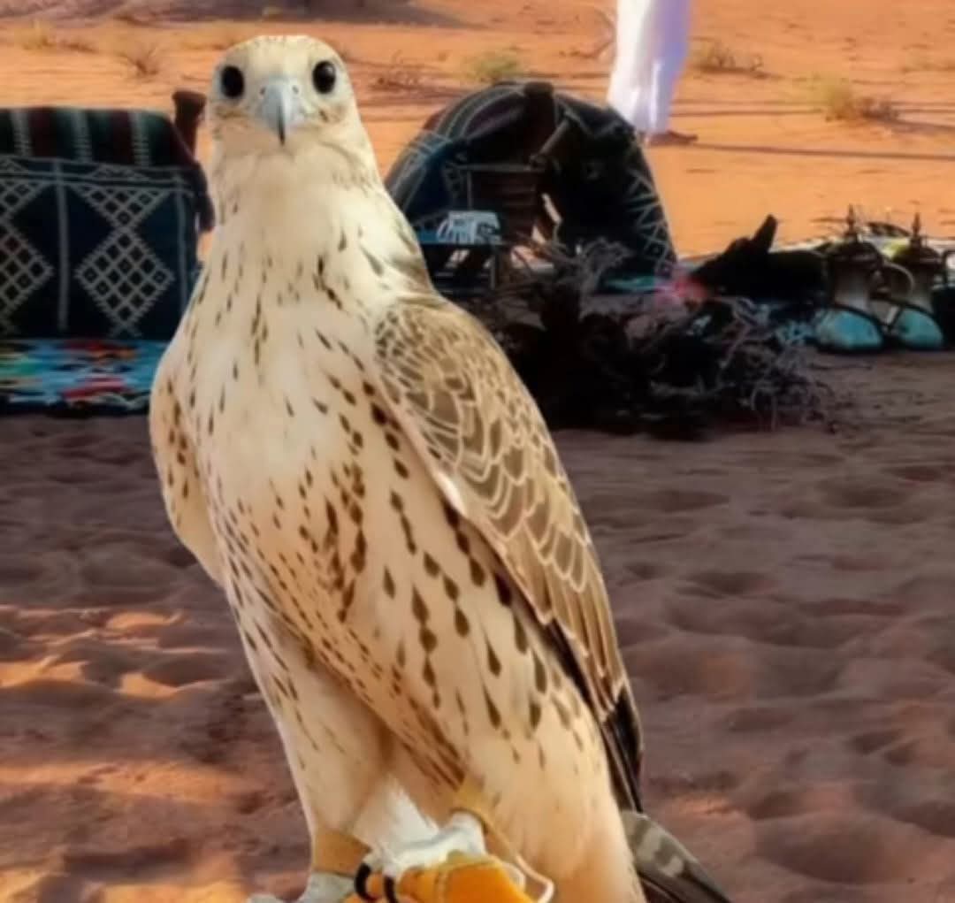 تكشفكم الايام يا اهل التلويّ
بكره تبين الطيّبه والرديّه

يعجبني الواضح لو إنه عدوي
واكره صديقي لا تلوّن عليّه ..