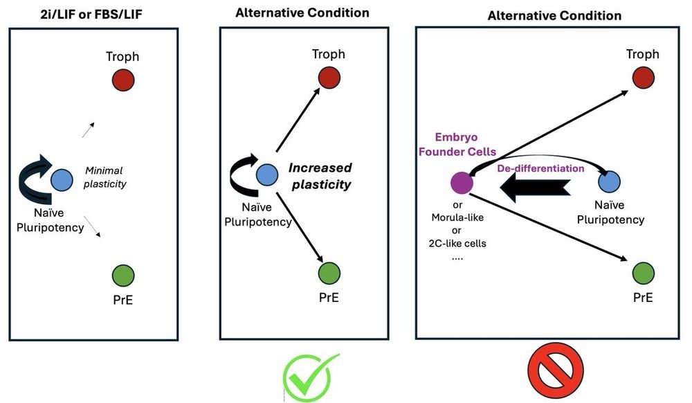 In summary, embryo founder-like cells (EFCs) r neither induced nor involved in the embryo models reporterd. There is no evidence that mouse ESCs need to first go and converge onto an earlier "embryo founder cells" &amp; only then give rise to TE/PrE/Epi, but data in the