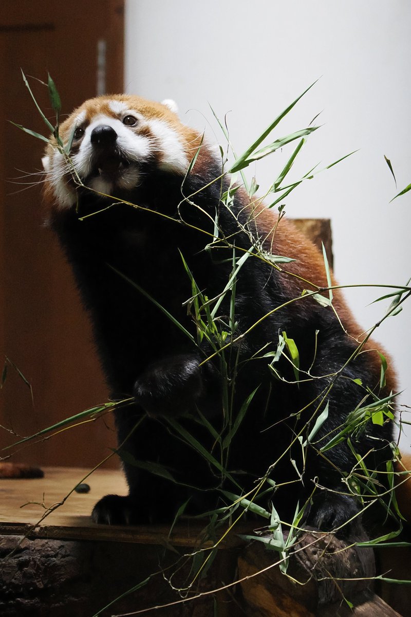 I'm at 茶臼山動物園 in 長野市 swarmapp.com/user/7687254/c…