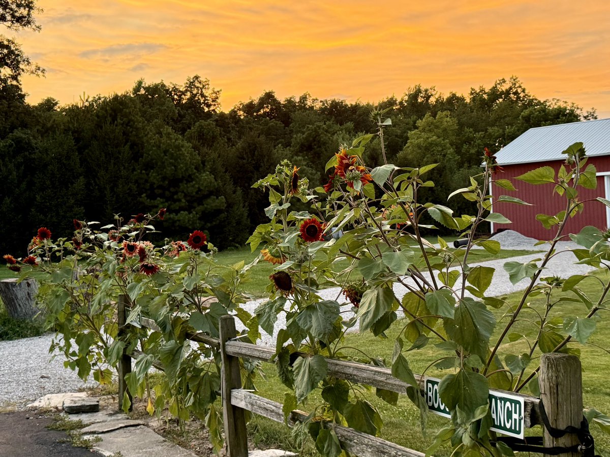 oldjedicz's tweet image. Some sunset pics of sunflowers at the Ranch.