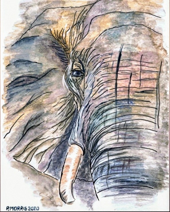 MogRagga's tweet image. Elephants are among the most intelligent animals on Earth. They have large brains and exhibit a wide range of complex behaviours, including problem-solving, tool use, self-awareness, and emotional capabilities.
Art my own.
#worldelephantday2025 #MHHSBD