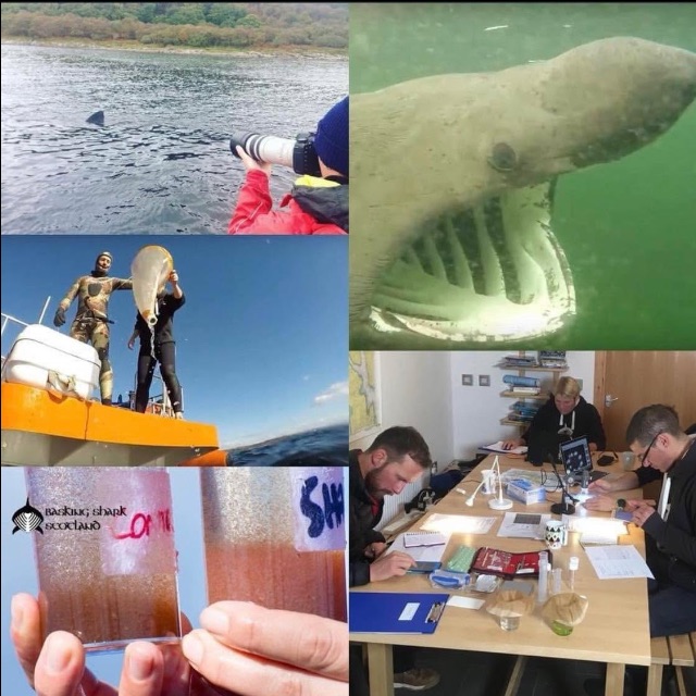 BaskingSharkSco's tweet photo. Can you join us in September? Last spaces for our Autumn trips, courses &amp; citizen science with Staffs Uni - https://t.co/DPxpAmkiPh https://t.co/T0ftr52fnd