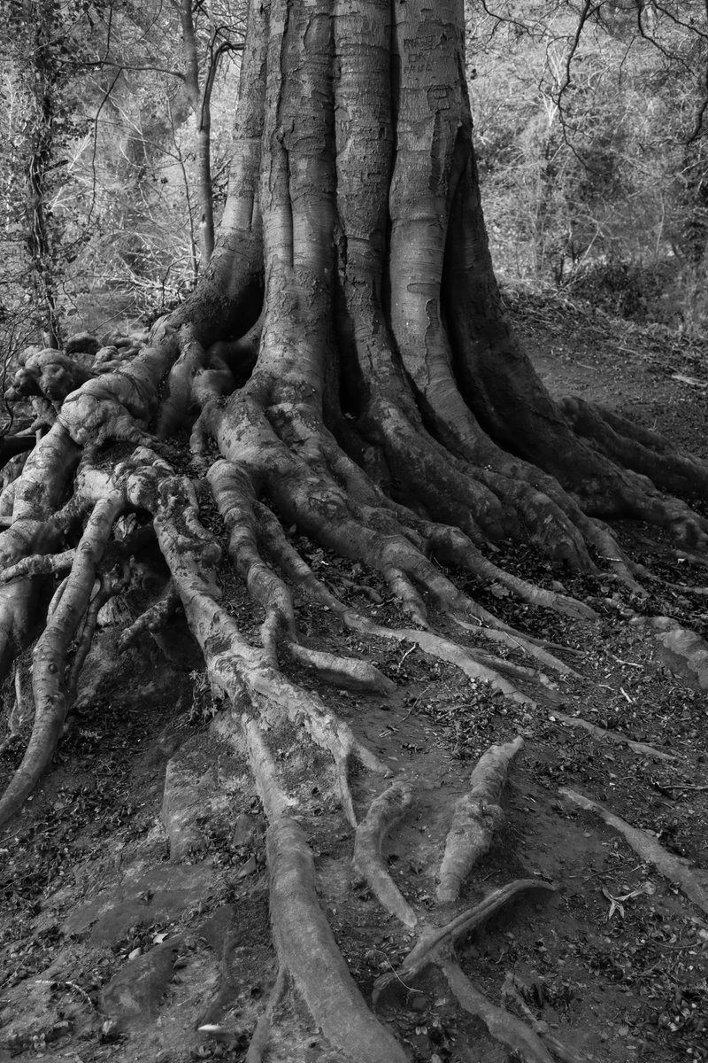 Beech, Roslin Glen #thicktrunktuesday