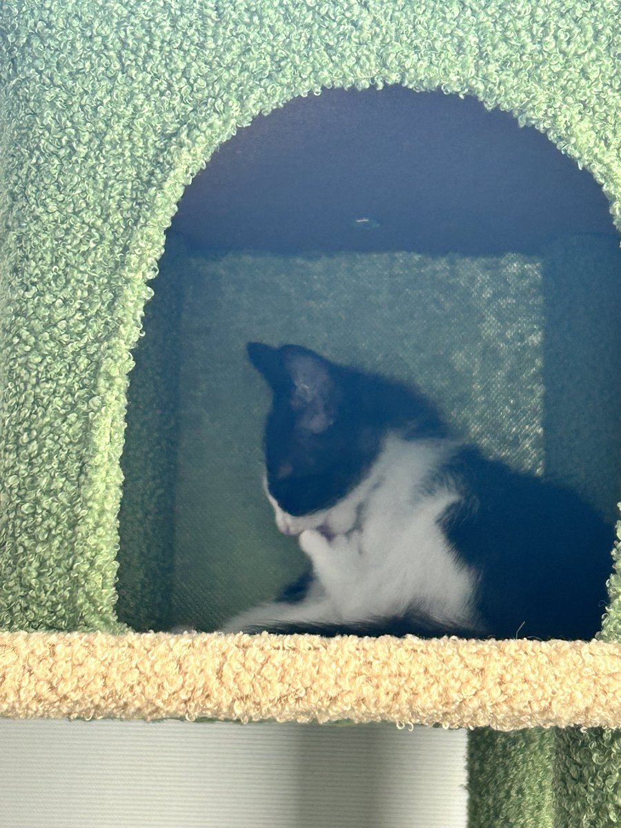 든콜사무실에 임보한 고양이 ..
이번주 토요일에 좋은 집사님한테 갑니다~