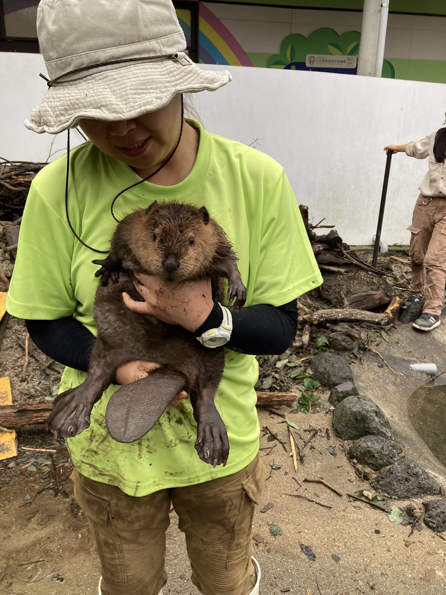 アニマルセラピー『ふれあい動物王国』にて ビーバーの赤ちゃん3匹