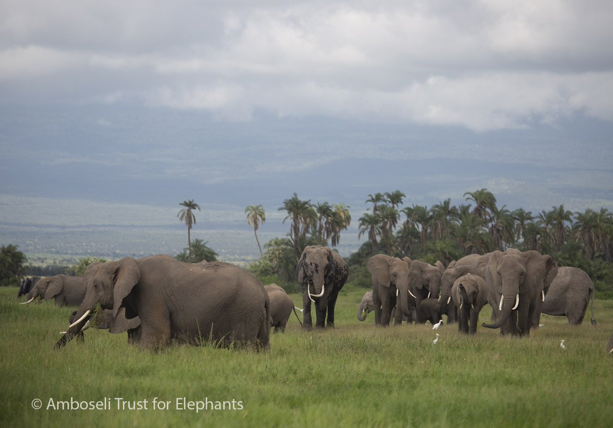 ElephantTrust's tweet image. It’s #WorldElephantDay! 🐘💚
Elephants live in close-knit families and show incredible care for one another. Yet, they face serious threats from habitat loss, poaching &amp;amp; conflict.

Help protect them today: elephanttrust.org/support-2/