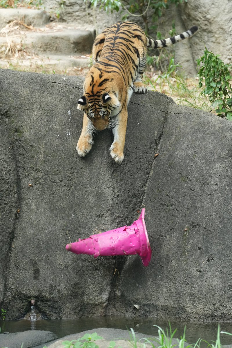 あっ

＃浜松市動物園
＃アムールトラ