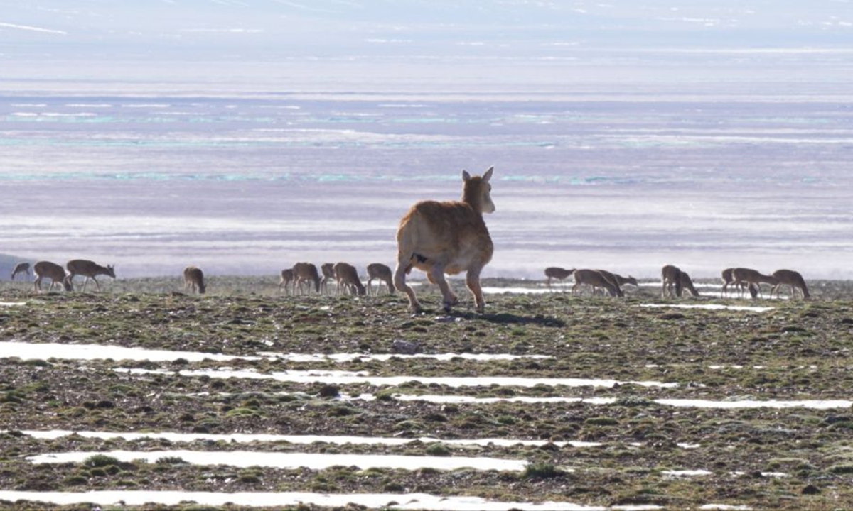 China presenta su primer #robotbiónico de #antílopetibetano
spanish.people.com.cn/n3/2025/0812/c…