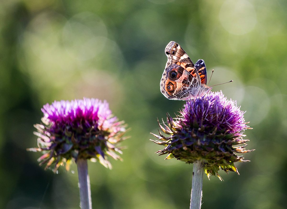 Traces of Texas tweet media