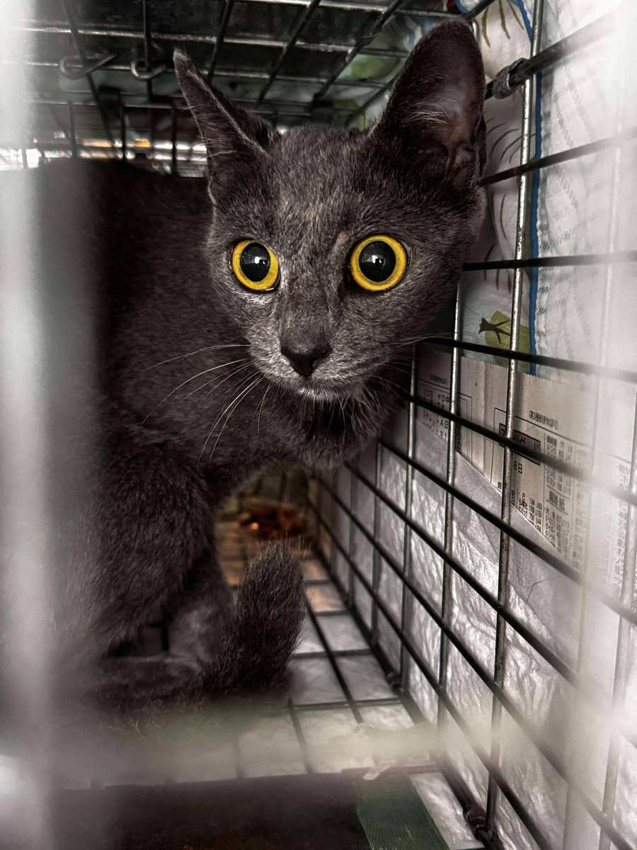 nyankonokai1's tweet photo. 和歌山市　ある方からのご相談
野良猫さんに餌をあげていたら
近所から苦情があった
捕獲してほしい　おうちにいれてあげたいとのこと　
これだけ聞けばよかったーなのだが、、、

よくよく聞いていくと　この方　77歳　　
夫婦のみの暮らし
自分たちがもしもの時は面倒見てくれる人はいない https://t.co/0Zr3VdkujT