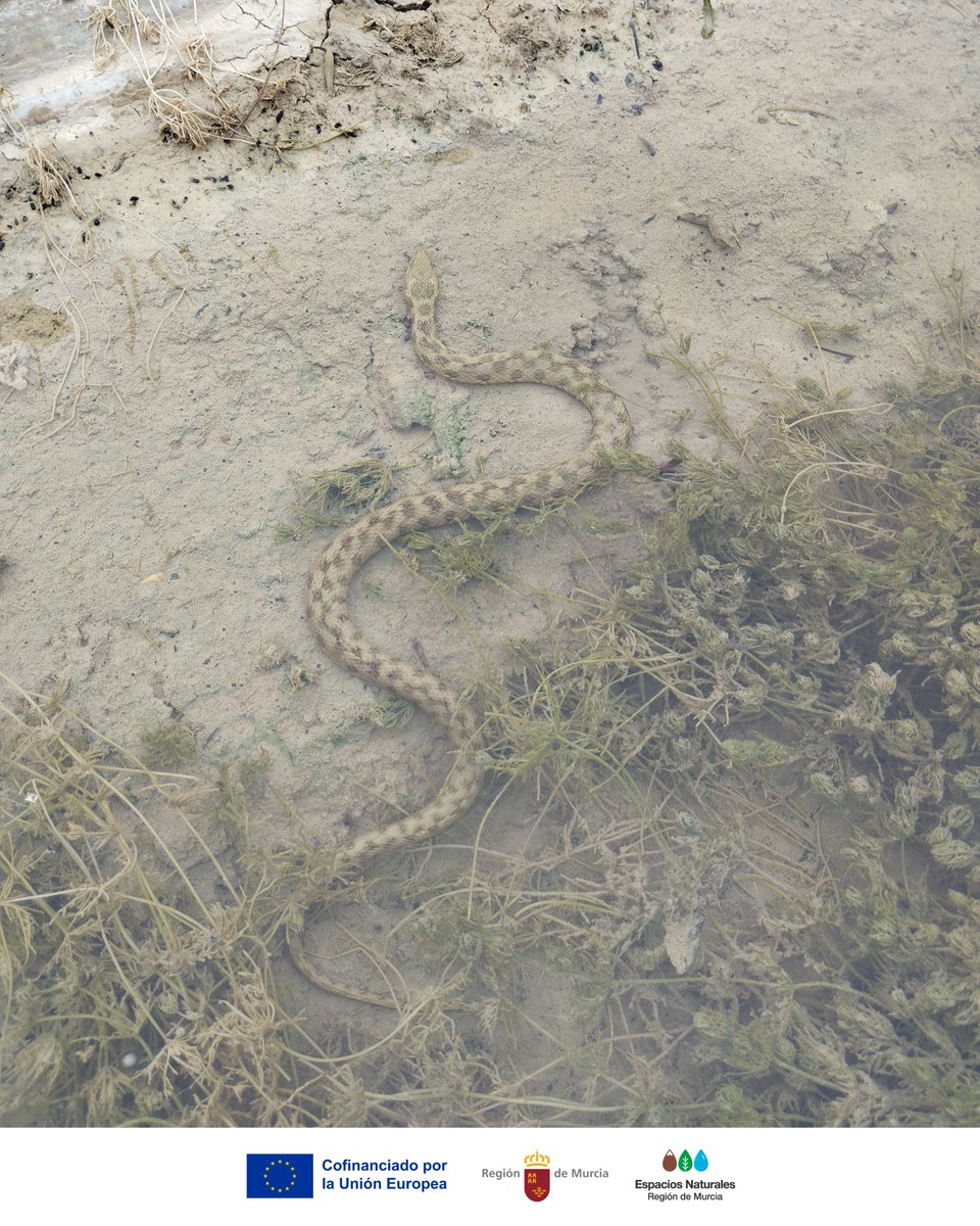 En los puntos de agua es posible ver a la #CulebraViperina, totalmente inofensiva.
Su presencia indica que el ecosistema está sano y bien conservado.
💙Cuidar los #PuntosDeAgua es proteger #SierraEspuñaPR💚

¿Cómo ayudar?
🔹No la molestes
🔹No tires basura
🔹No alteres su hábitat