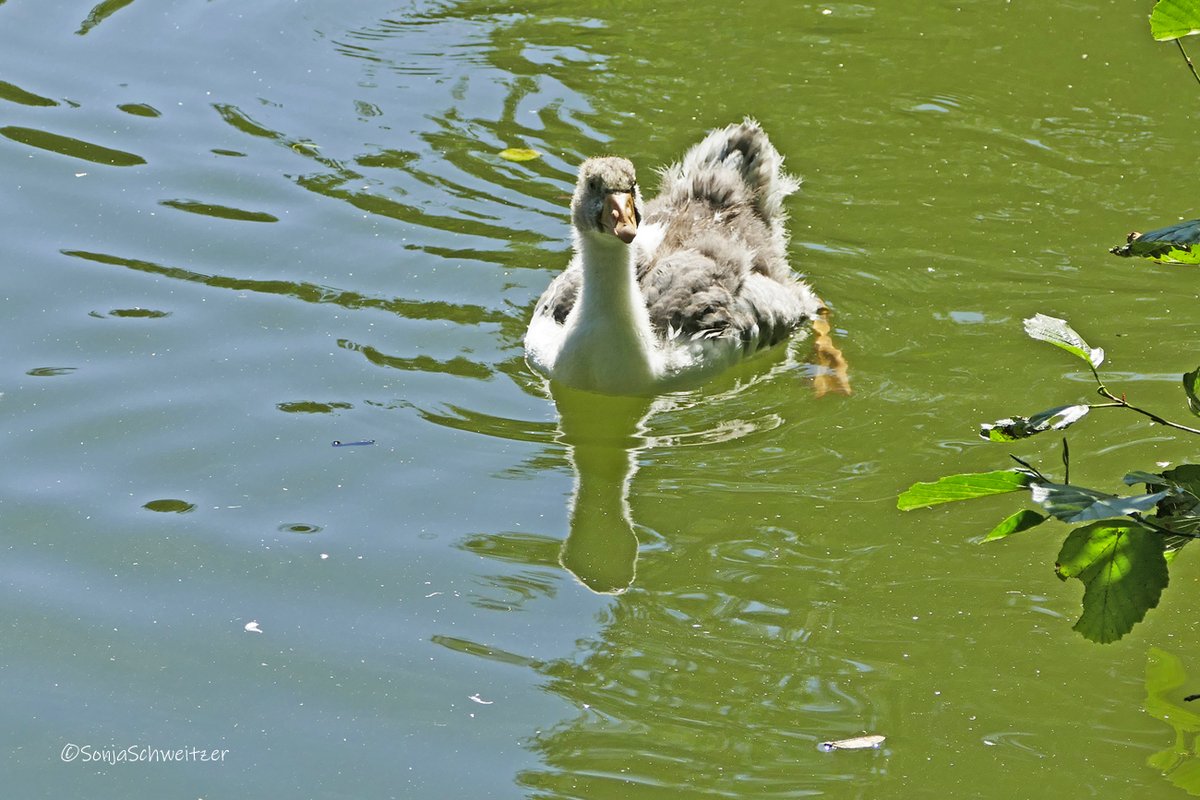 HessenSonja5767's tweet photo. Graugans Küken................... #Graugans #Gans #Küken #Tiere #Natur #Fauna #AnserAnser #Vögel #Entenvögel #Ornithologie #Ornitho https://t.co/Ybn2VhdTYn