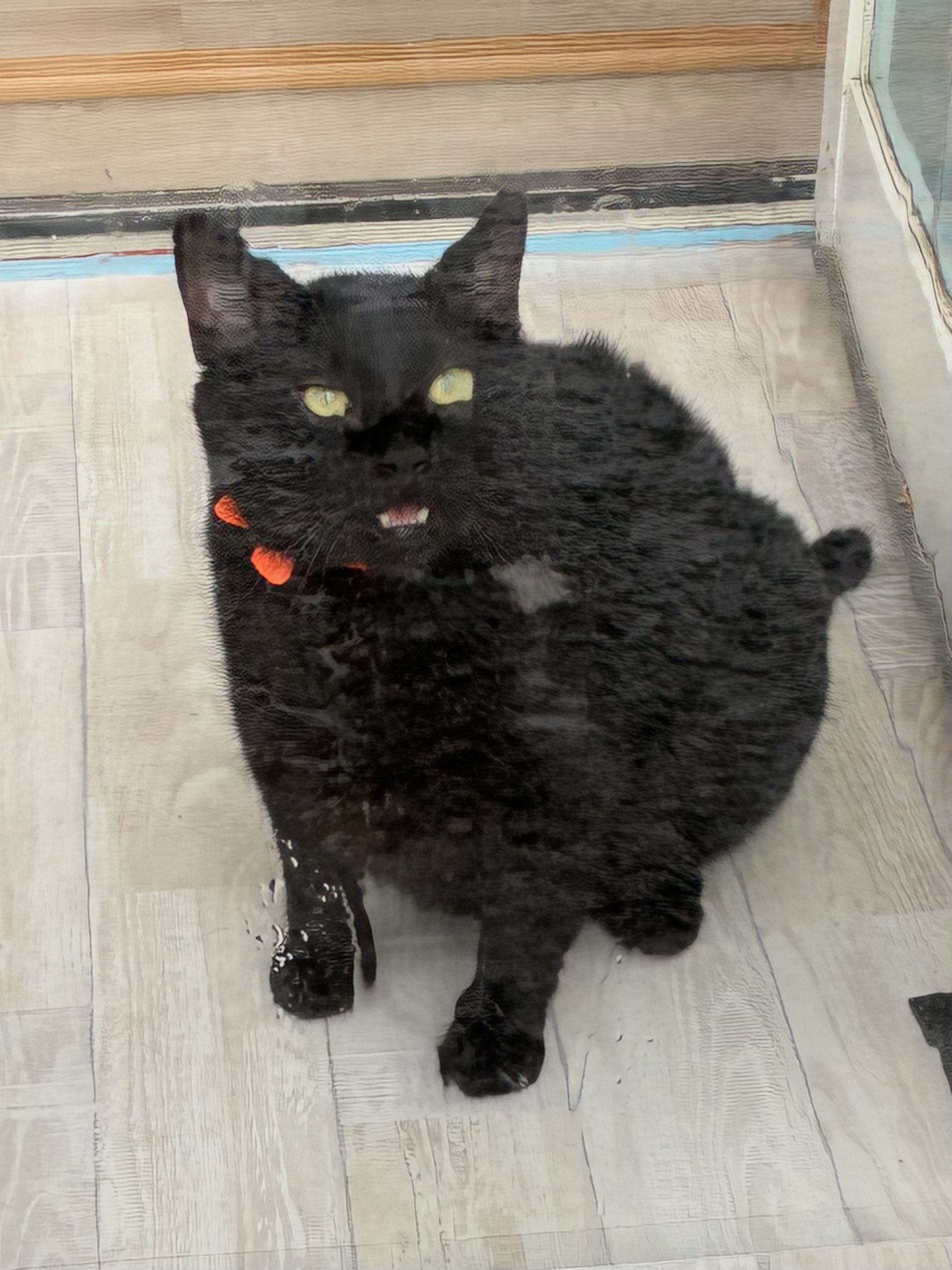 猫A 画像1 ＋ 8 画像19おまけ！　最終値下げしました！ ねこあお on X: 