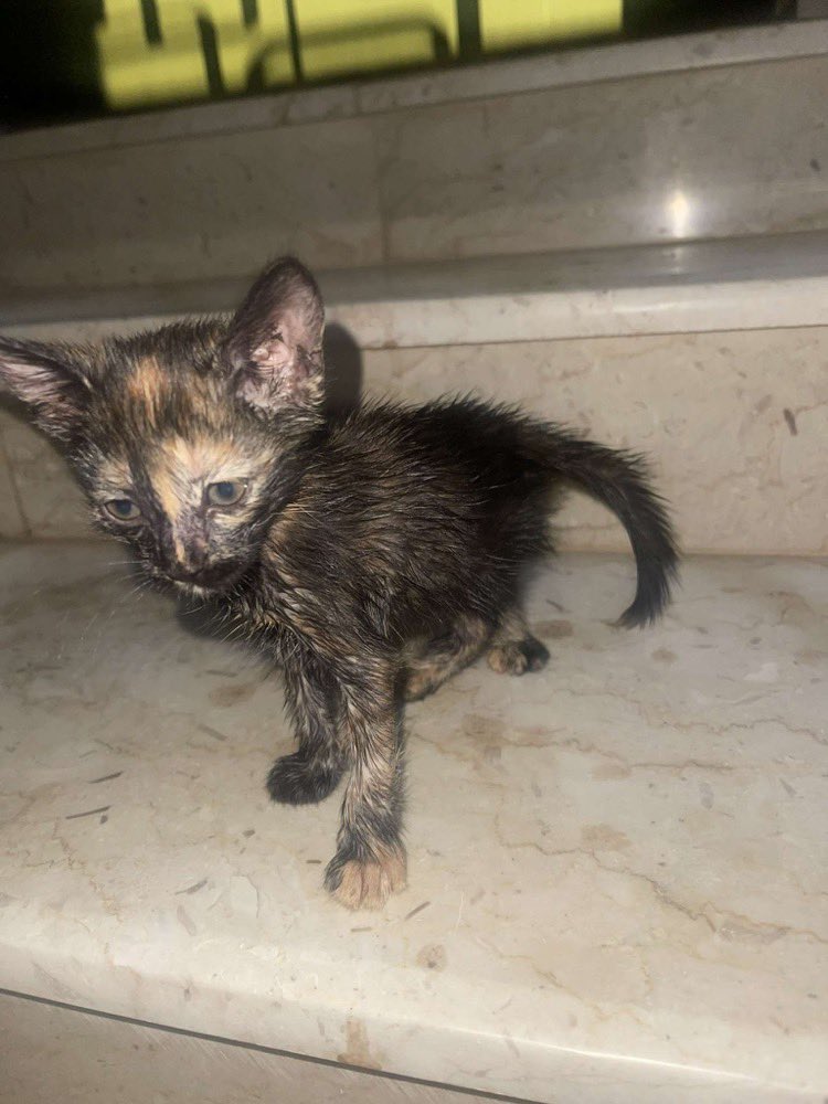 #كيتن_للتبني #قطط_للتبني #قط_للتبني #قطط_القصيم #الرس #الرس_اليوم #الرس_الان 
من الخاص:
قطط كتين للتبني ، كاليكو وبرتقالي الفين امهم مي/ته مدعو/سه اتمنى احد عنده استطاعة ويتبناهم ، القصيم الرس حي الشفاء 
x.com/sheenystarz?s=…