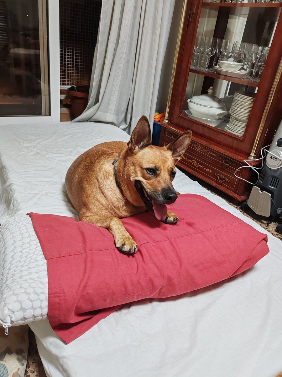 Mi robacamas favorita, en estos días la necesito más que nunca ❤️‍🩹