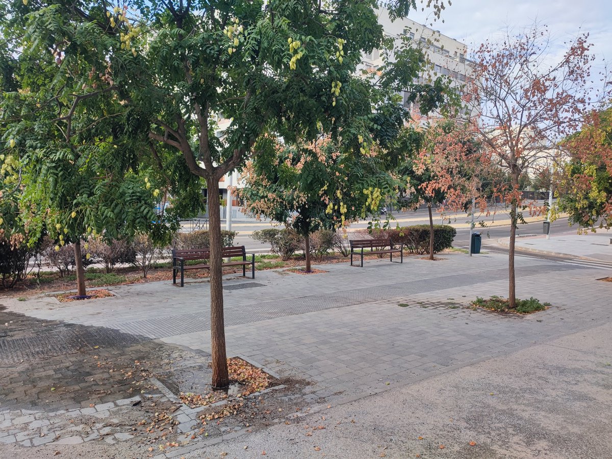 RecipesForLinux's tweet photo. @Lineamadrid el arbol de la derecha murió ahogado x exceso de agua. El de la izquierda lleva el mismo camino. Calle Secundino Zuazo con Josefina Aldecoa. Urge solución. Gracias https://t.co/N3XZNRJFUI