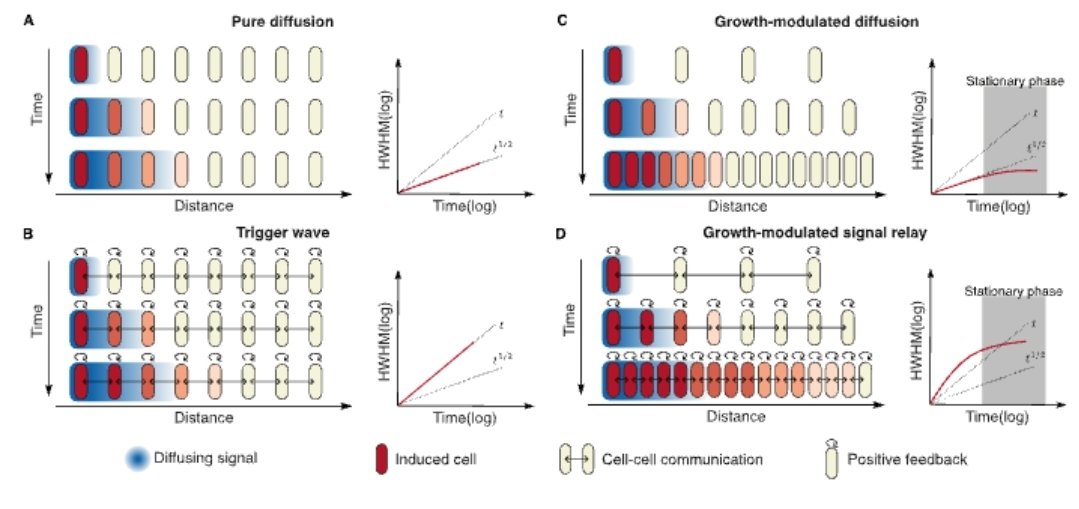 Fast, long-range intercellular signal propagation through growth assisted positive feedback
doi.org/10.1101/2024.1…