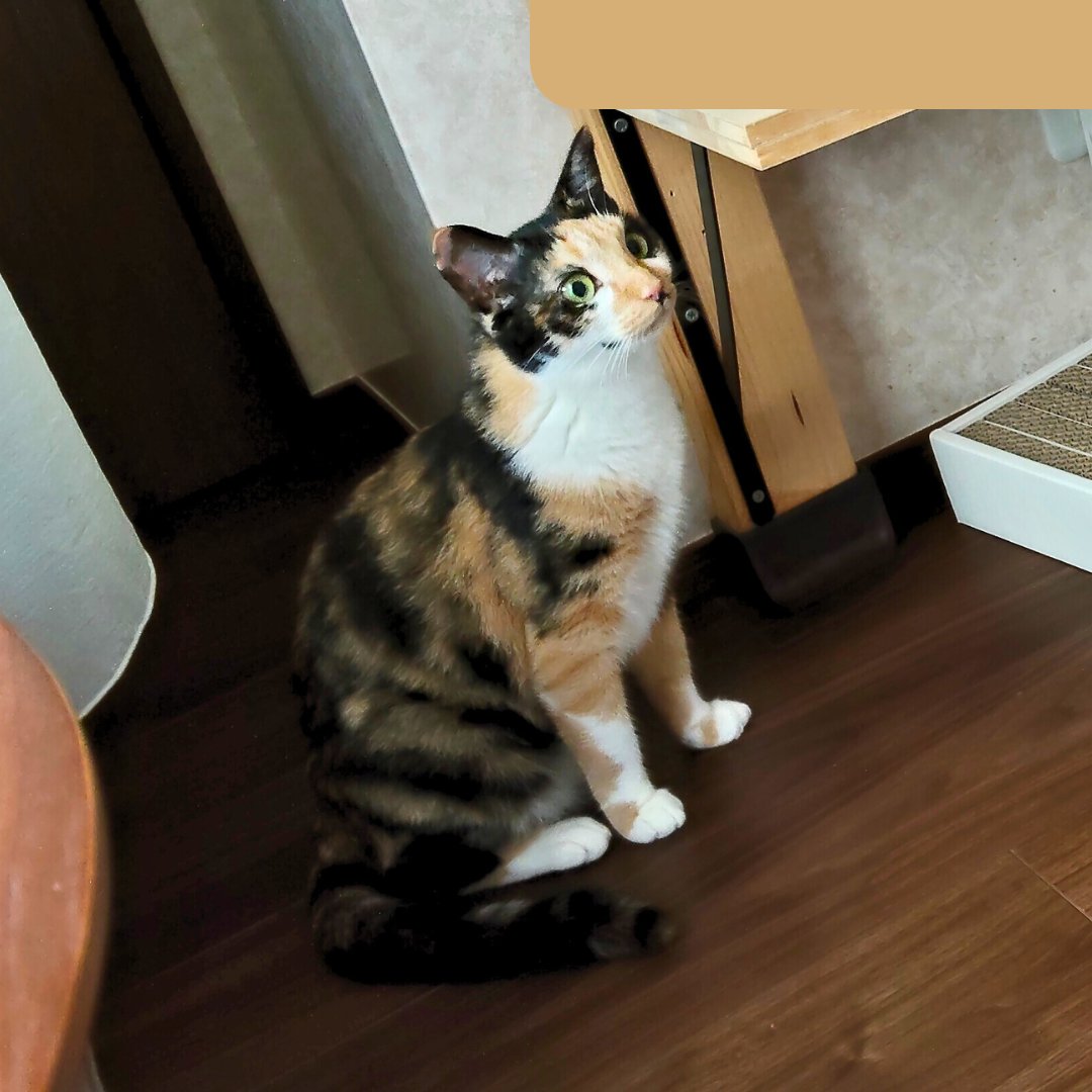 なんか見てる

#里親募集中 #保護猫 #猫 #三毛猫 #猫好きさんと繋がりたい #猫のいる暮らし #猫のいる生活 #預かりボランティア #Cat #catlife