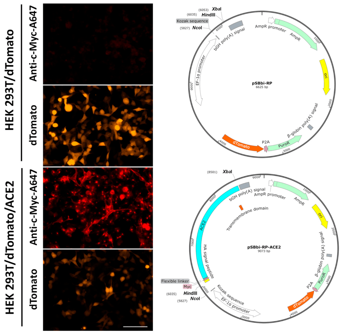 BioTech_MDPI's tweet photo. 📚 Read our #published Article "A Live-Cell #Imaging-Based #Fluorescent #SARS-CoV-2 Neutralization Assay by #Antibody-Mediated Blockage of Receptor Binding Domain-ACE2 Interaction" by Jorge L. Arias-Arias, et al.
🔺 Access the full text at: https://t.co/cjoRtuz3Lq https://t.co/334ZauJ7Pq
