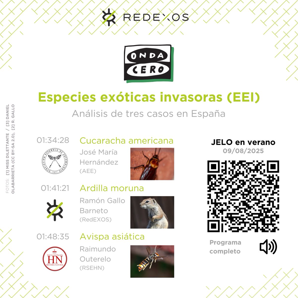 El magacín estival de <a href="/OndaCero_es/">Onda Cero</a> abordó hace poco 3 casos de #especiesinvasoras que afectan a distintas zonas del país. El segundo fue la ardilla moruna y nos sirvió para explicar el papel de #AlertaTemprana de nuestra Red <a href="/EcologicaGobCan/">Transición Ecológica y Energía</a> <a href="/gesplansa/">Gesplan</a>