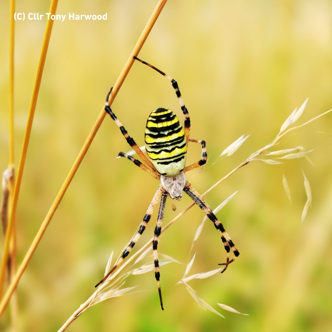 🕷️ A striking Wasp Spider spotted at Weavering Heath, now a designated Local Nature Reserve!
Part of Maidstone’s push to protect rare habitats &amp; boost biodiversity 🐞
📸 Cllr Tony Harwood
🔗 climatechange.maidstone.gov.uk/home/news/arti…
#WaspSpider #WeaveringHeath #MaidstoneWildlife #NatureRecovery