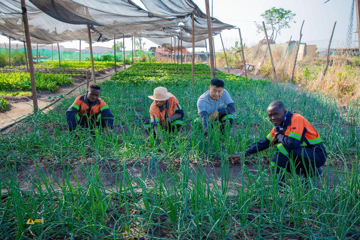 Outre l'exploitation minière,<a href="/Manonolithium/">Manono Lithium SAS</a>, c'est aussi la promotion de l'agriculture dans la région. Grâce à ses techniciens en agriculture, sur une prévision de 400 kg de légumes,1000 kg ont été produits dans ses jardins au cour du 3ème trimestre de 2025. <a href="/Presidence_RDC/">Présidence RDC 🇨🇩</a>