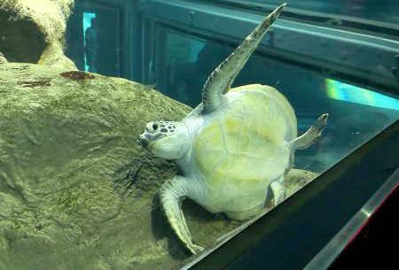 海遊館で暮らすカメたちの休み方 アオウミガメはよくお客様からカメが