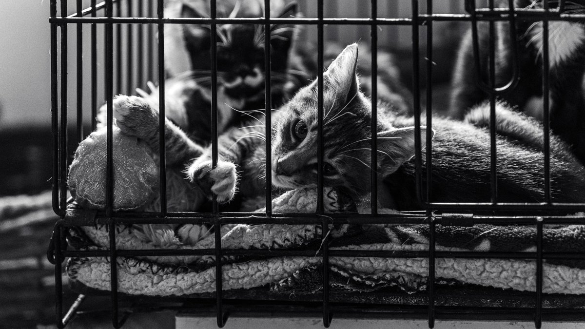 SoliTek_EU's tweet photo. Small acts of kindness matter. 🐾
Together with #BodLenses, #SoliTek spent a day at Tautmilė’s Animal Shelter - walking dogs, cleaning kitten rooms & bringing food, blankets & essentials to make them more comfortable.
#SocialResponsibility is about action, not words. 🐕🐈 https://t.co/eEqTR1TIct