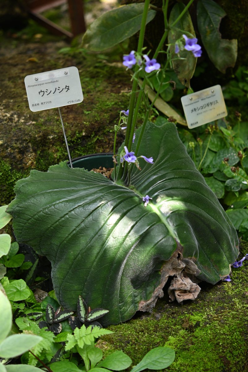joubitakisuki77's tweet photo. 京都府立植物園
2025/08/06
#植物 https://t.co/468LGjg1ey