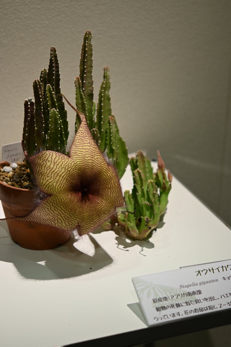 joubitakisuki77's tweet photo. 京都府立植物園
2025/08/06
#植物 https://t.co/468LGjg1ey
