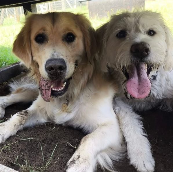#TongueOutTuesday I don’t know what these two have been up to but they look like they’ve been having a great time!