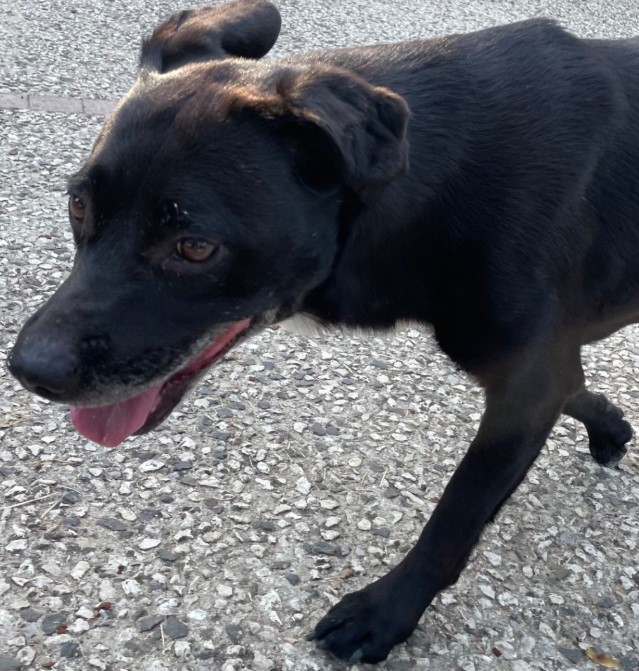 12.08.25 Trouvée chienne noire, un peu de blanc, à Puygouzon (Rue Flandres Dunkerque). Tél : 07 67 14 17 34 ou oli.holleville48@gmail.com #Tarn #chien