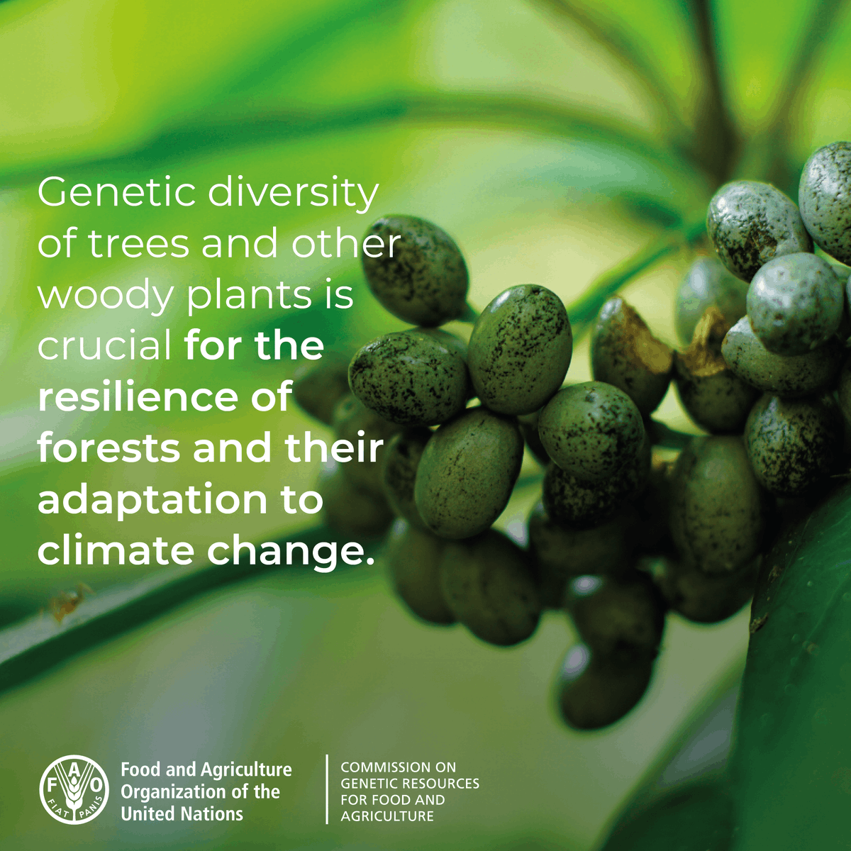 FAO Forestry tweet media