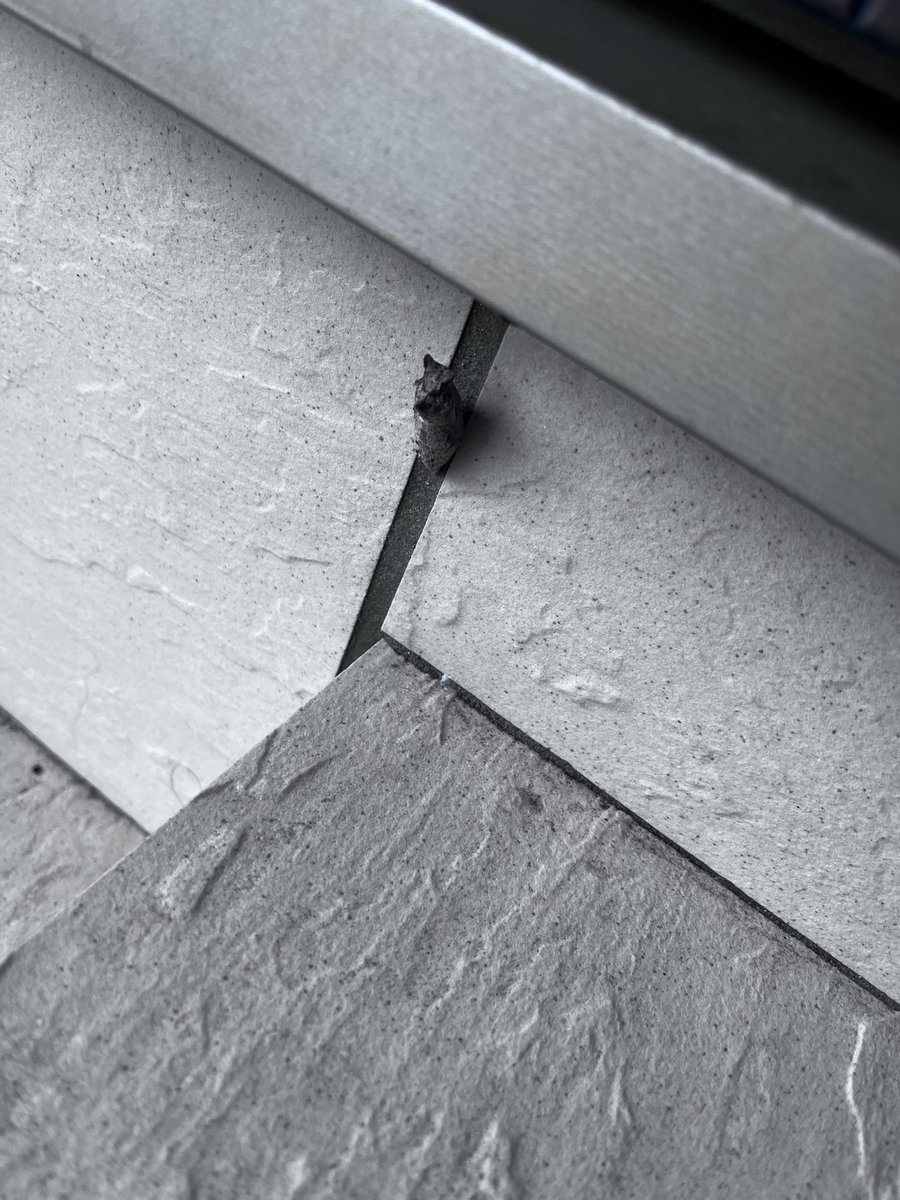 2週間前くらいに青虫さん🐛が玄関の壁に居てそのまま蛹になって娘と観察しとります！！
あとちょっとでモスラ誕生かな笑