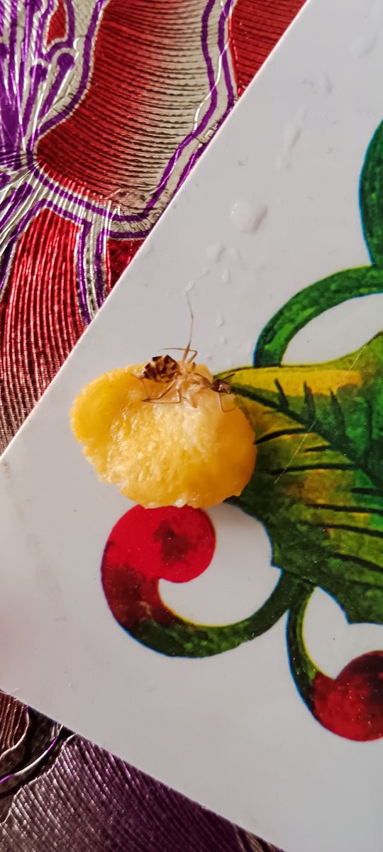 black_8ird's tweet photo. @KelloggsIndia found an ant in the breakfast cereals what cleanliness do you maintain @fssaiindia need to check on this. https://t.co/NYyEi9VlOe
