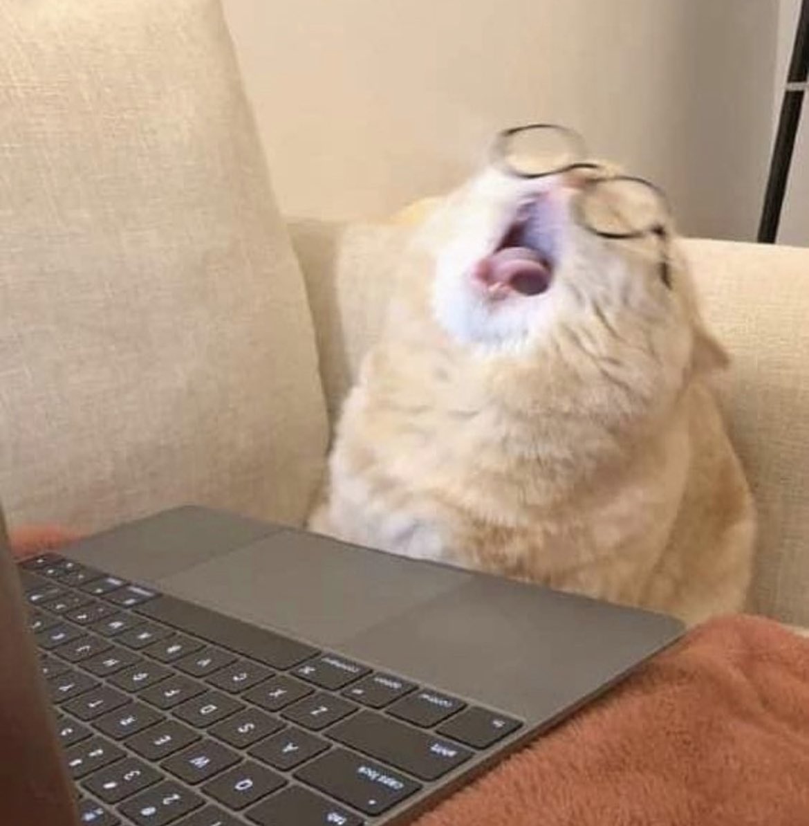 bunnienova | ancient bunny mage vtuber 🐰💫🪄 tweet media